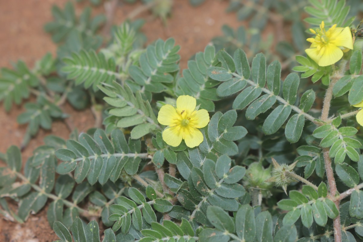 Tribulus terrestris L.